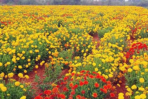 10lxr flower