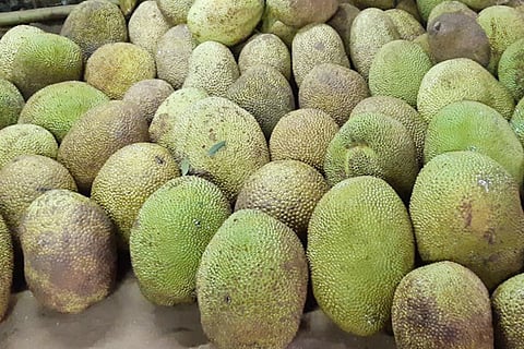 17Tmk_Jack_Fruit_02