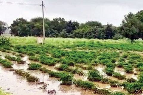 25 HNL 100-MENASAINAKAYKI