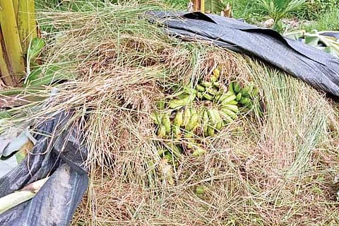 Banana Compost