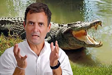 Crocodile
