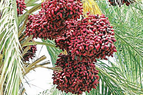 Dates