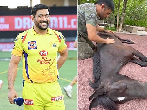 Dhoni-IPL-horse web