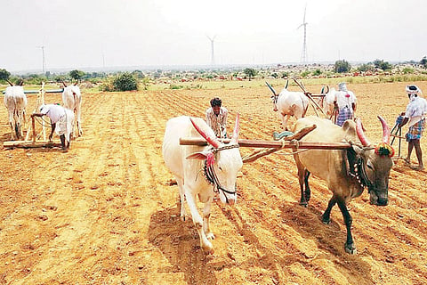 Farmers Sowing