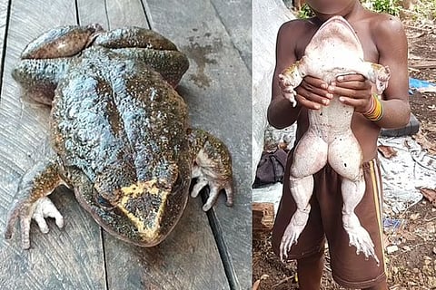 Frog