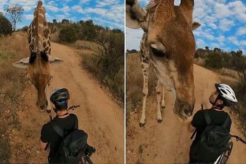 Giraffe