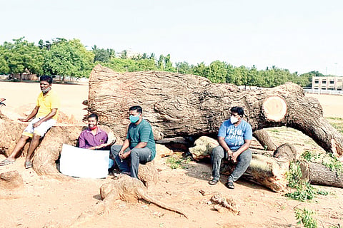 Hospet Tree cut Upset
