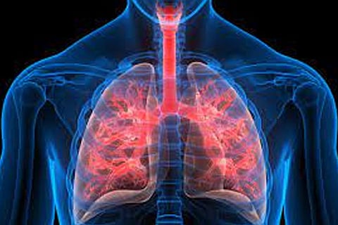Lungs