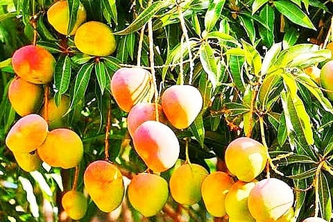 MANGO