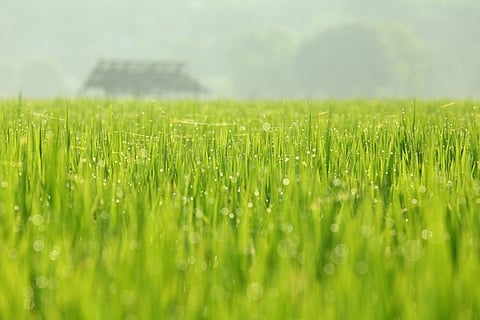 Nano Manure