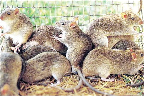 Rats