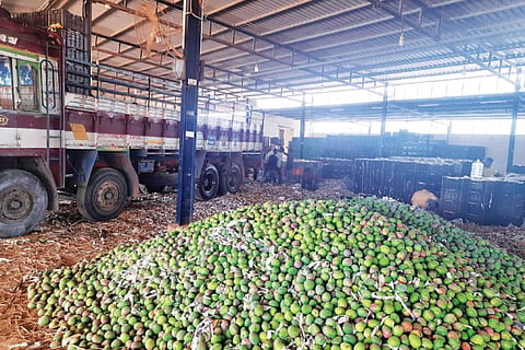 State Mango