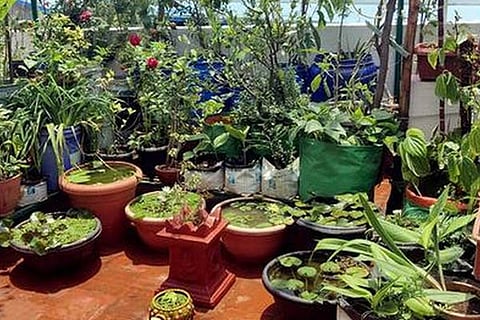 Terrace Garden