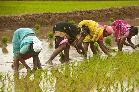 agriculture