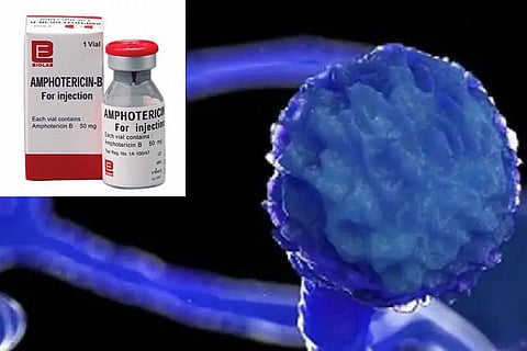 amphotericin