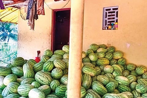 bacchangai new