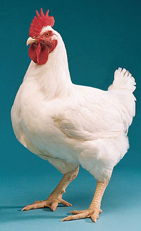 broiler