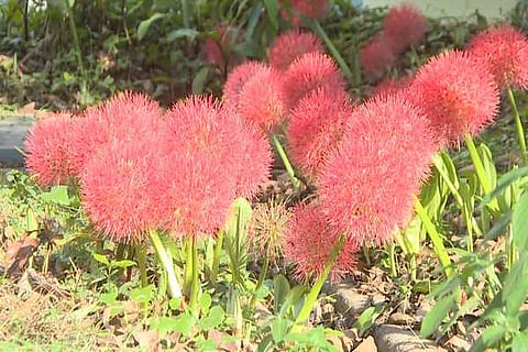 corona flower