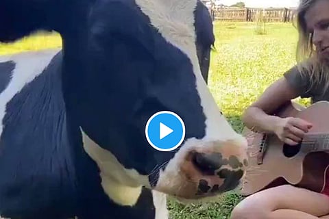 cow hugging
