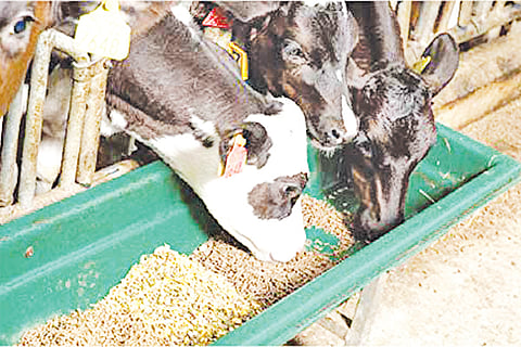 cowfeed