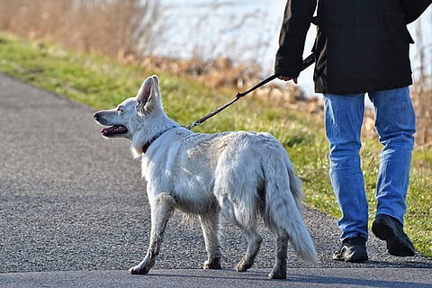 dog