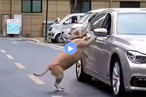 dog