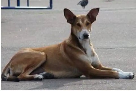 dog