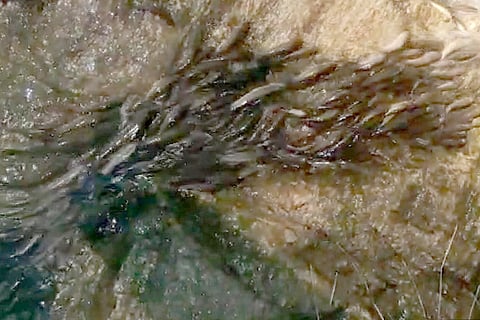fish