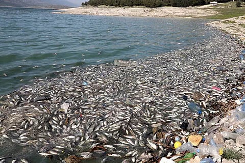 fish