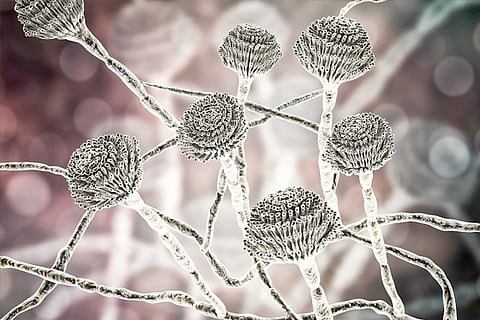 fungus