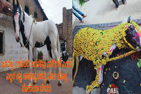 horse
