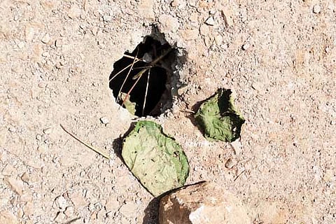 kadaba web