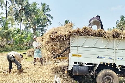 krishi web