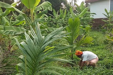 krishi