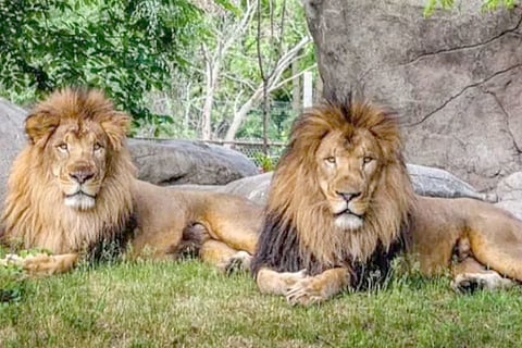 loin corona