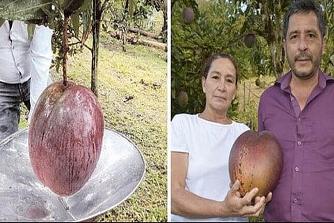 mango
