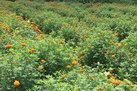 marigold new