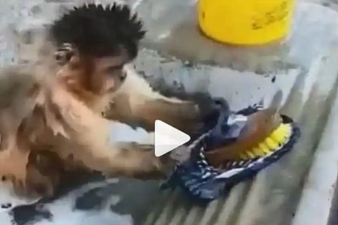 monkey