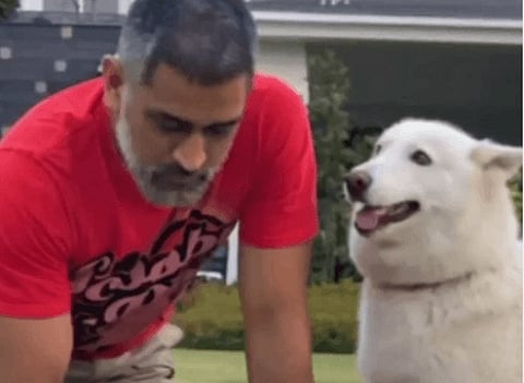 ms-dhoni web