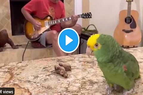 parrot