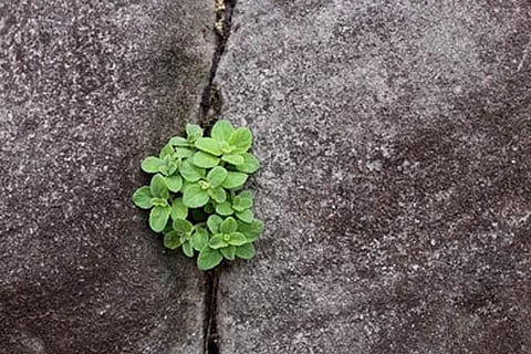 plant
