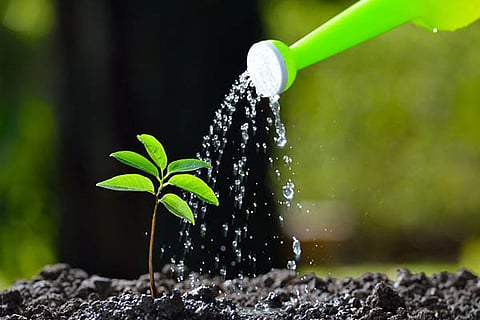 plant