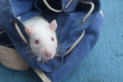 rat