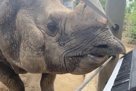 rhino