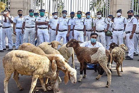 sheep