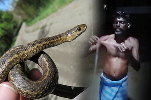 snake