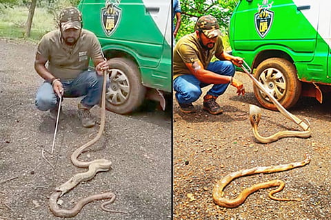 snake sangamesh