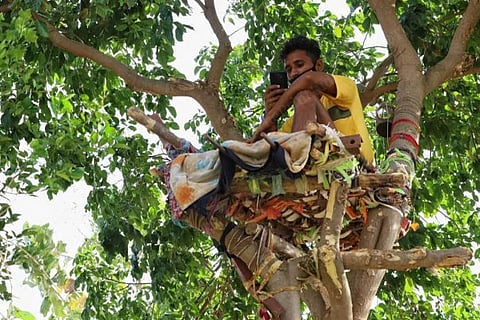 tree