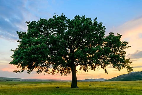 tree