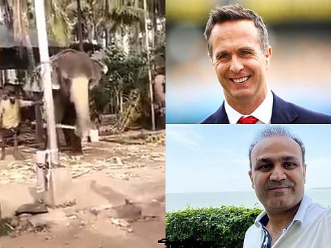 vaughan and sehwag and elephant for web